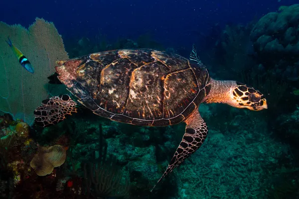 绿海龟 — 图库照片