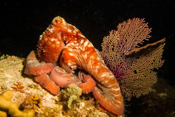 Rif octopus — Stockfoto