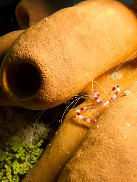 Shrimp and sponge — Stock Photo, Image