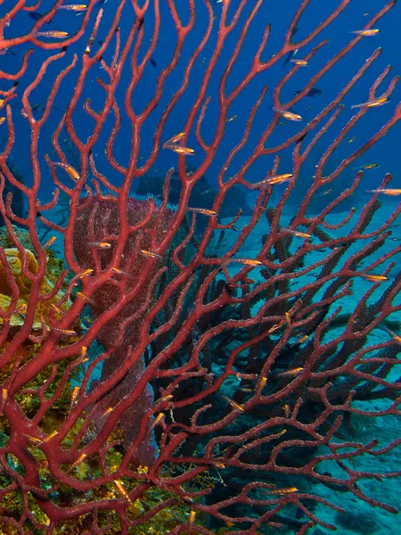 Riff am Meer von Cortez — Stockfoto