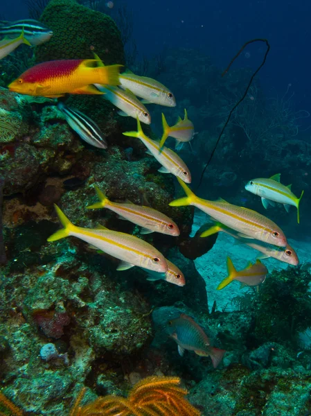 Žlutá goatfish — Stock fotografie