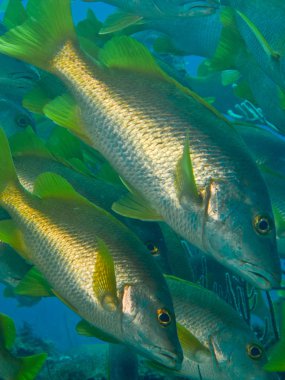 homurdanıyor resifleri yılında okul