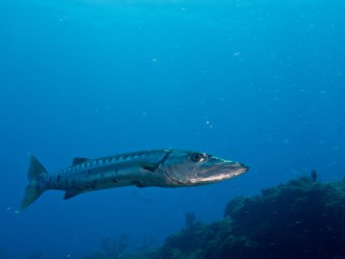 Sualtı Karayip Denizi