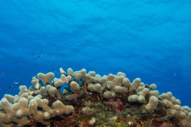 mercan kayalığı bakış