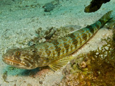 Scorpion Fish clipart