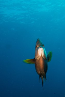 Karayip resifleri gelen Angelfish.