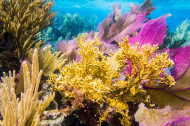 Coral reef scenics clipart