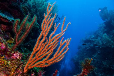 Coral reef, Caribbean sea. clipart