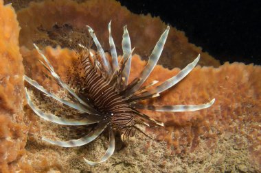 istilacı lionfish