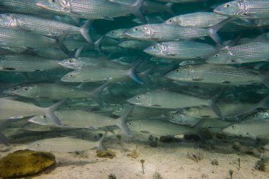 bonefish okul