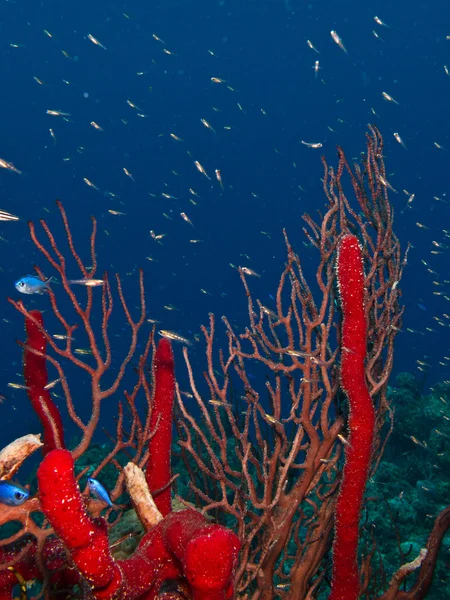 Barriera corallina sul mare di cortez — Foto Stock