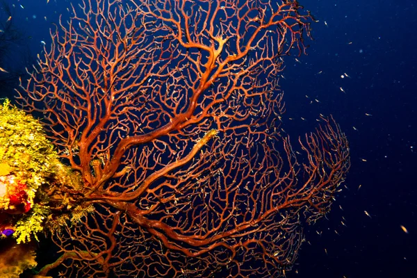 Gorgonian de los arrecifes caribeños . — Foto de Stock