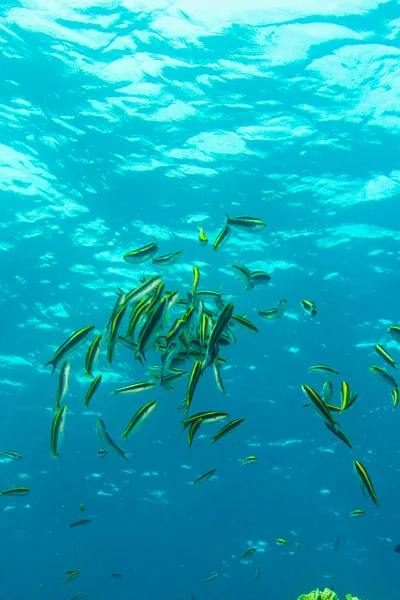 Unterwasserfische — Stockfoto