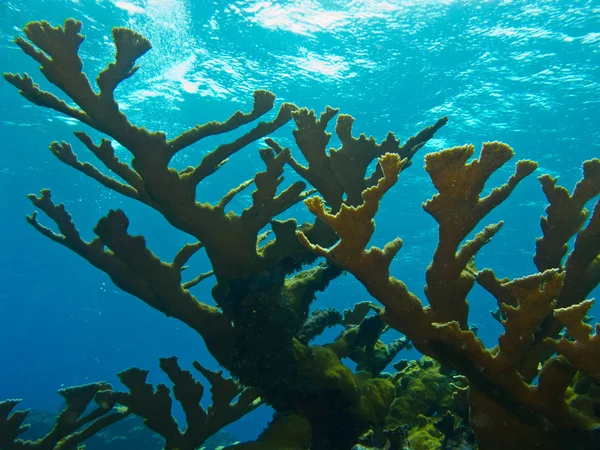 Corales duros, arrecifes caribeños . — Foto de Stock