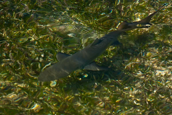 Grouper des récifs — Photo