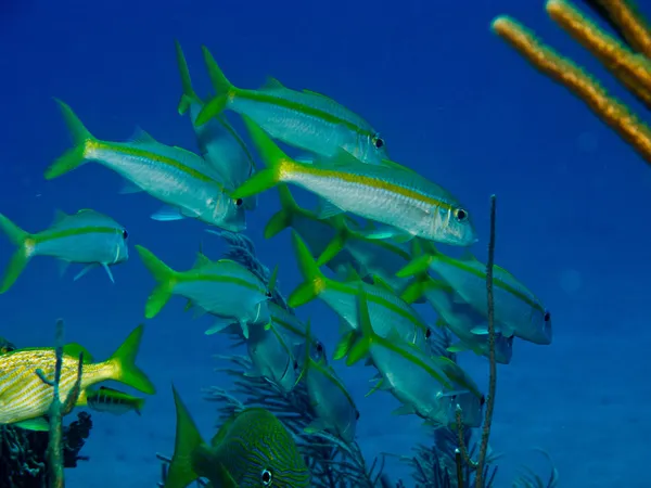 Žlutá goatfish — Stock fotografie