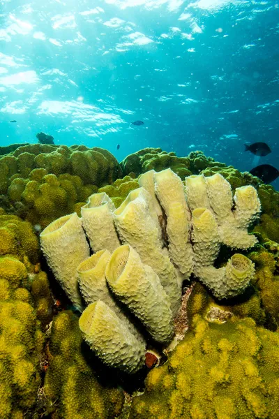 Houby z Karibiku útesů. — Stock fotografie