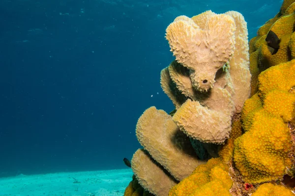 Sponges from the caribbean reefs. — Stock Photo, Image