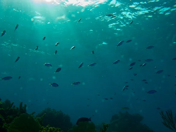 Underwater Karibiska havet — Stockfoto