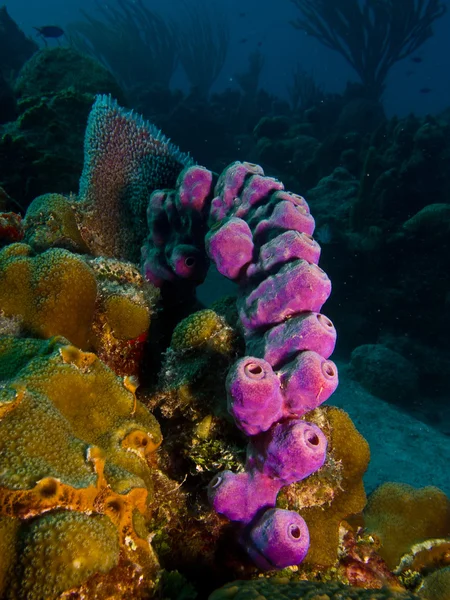 Éponges des récifs caribéens . — Photo