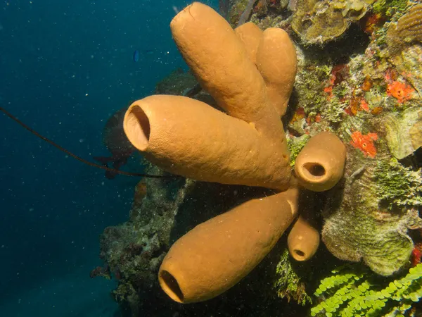 Spugne delle barriere coralline caraibiche . — Foto Stock