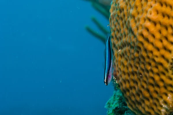 Korallrev från Karibien. — Stockfoto