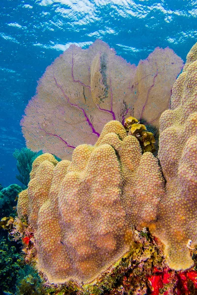 Coral reef scenics — Stock Photo, Image