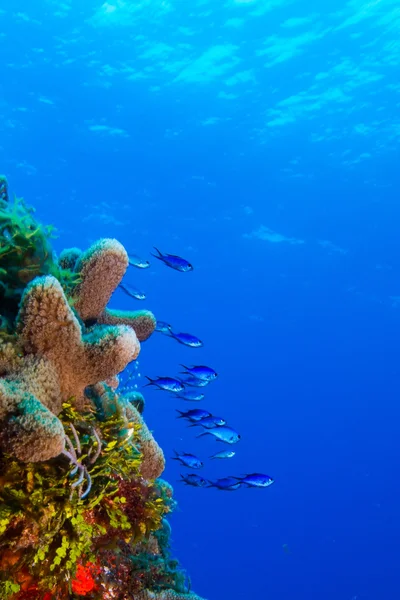 Panorami della barriera corallina — Foto Stock