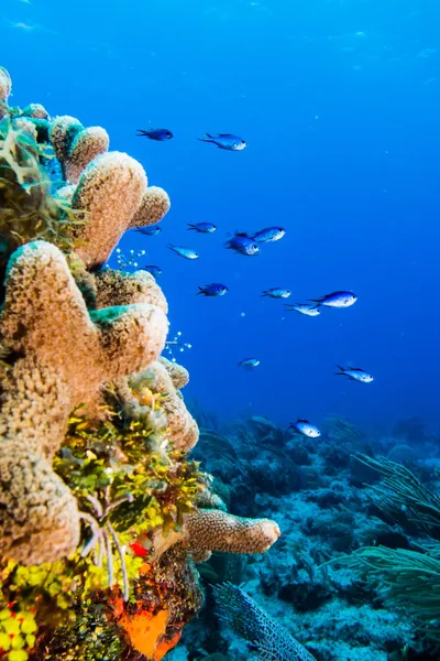 Panorami della barriera corallina — Foto Stock