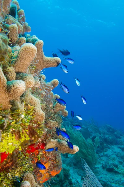 Сценарии коралловых рифов — стоковое фото