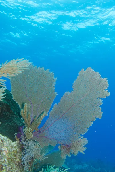 Podróż rafa koralowa — Zdjęcie stockowe