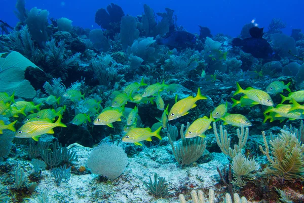 School of grunts in the reefs — Stock Photo, Image