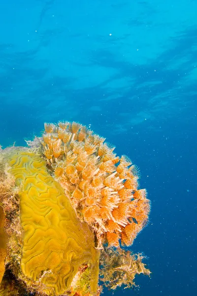 Coral reef scenics — Stock Photo, Image