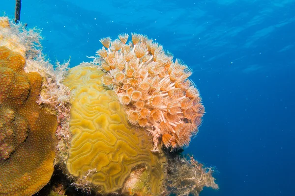 Escenas de arrecifes de coral — Foto de Stock