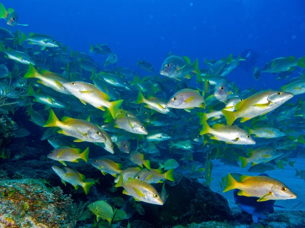 School of grunts in the reefs — Stock Photo, Image