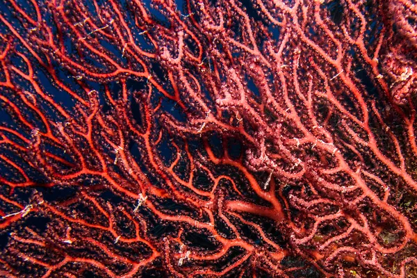 Gorgonií z Karibiku útesů. — Stock fotografie