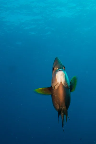 神仙鱼从加勒比海珊瑚礁. — 图库照片