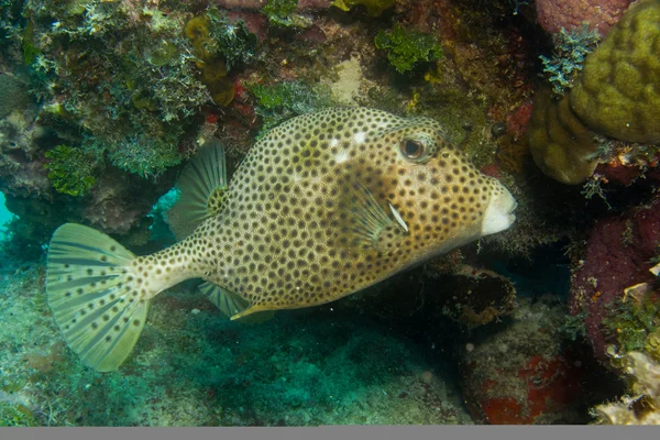 Trunkfish from caribbean reefs. — Stock Photo, Image