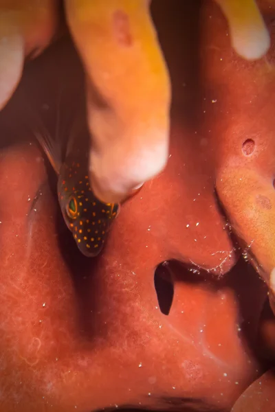 Sponge and hawkfish — Stock Photo, Image