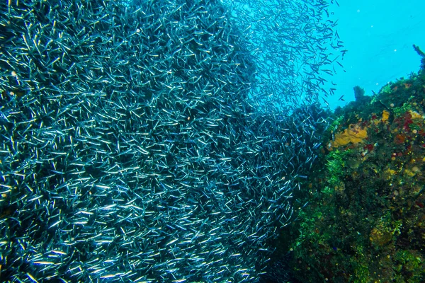 Kecil mengkilap sekolah ikan — Stok Foto