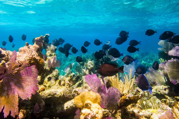Mar do caribe subaquático — Fotografia de Stock