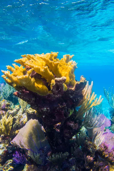 Escenas de arrecifes de coral —  Fotos de Stock