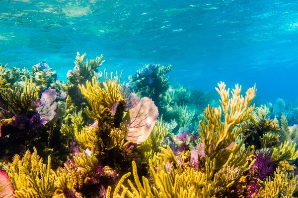 Panorami della barriera corallina — Foto Stock