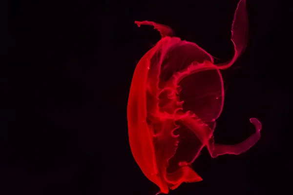 Ubur-ubur di akuarium — Stok Foto