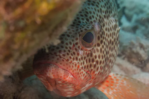 カリブ海サンゴ礁からハタ — ストック写真