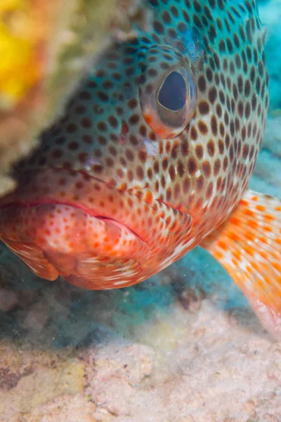 カリブ海サンゴ礁からハタ — ストック写真