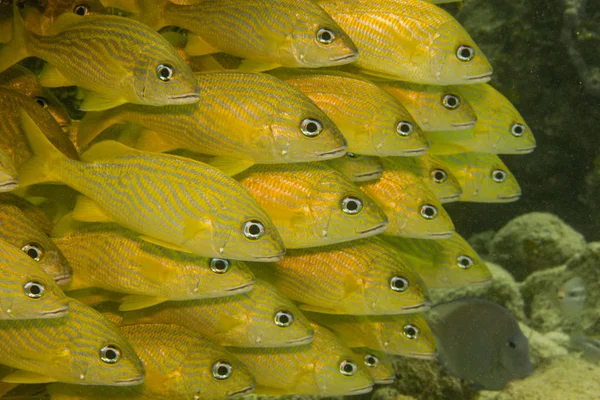 Grognements des récifs caribéens . — Photo