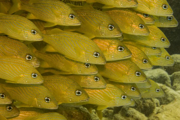 Grunhidos dos recifes caribenhos . — Fotografia de Stock