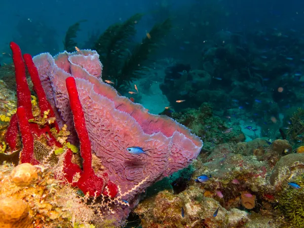 Mer des Caraïbes sous-marine — Photo