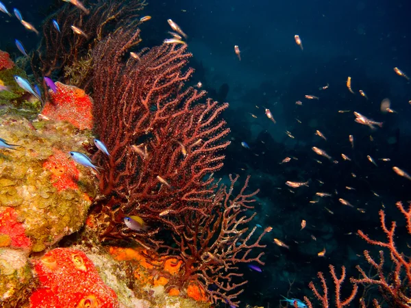 Arrecife de coral del Caribe . —  Fotos de Stock